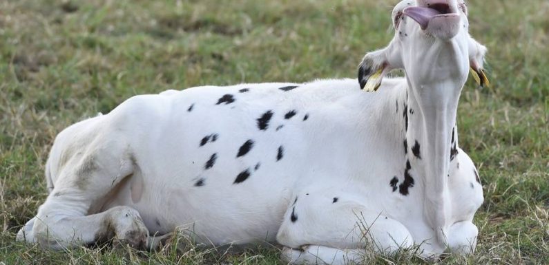 Escroqueries : Investir dans les vaches, les grands crus ou les terres rares est une mauvaise idée