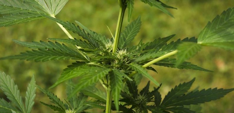 Saint-Etienne : 450 plants de cannabis découverts chez des sexagénaires, trahis par l’odeur de leurs plantations