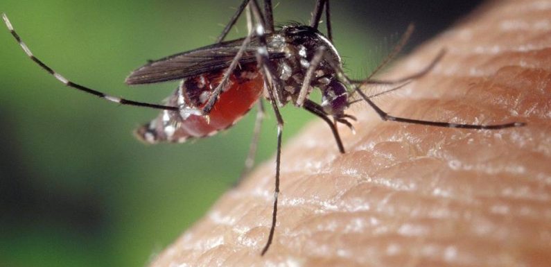 Un premier cas de dengue autochtone dans le Rhône