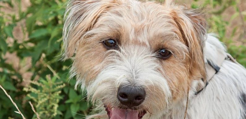 Grande-Bretagne: Boris Johnson accueille un chiot abandonné au 10. Downing Street