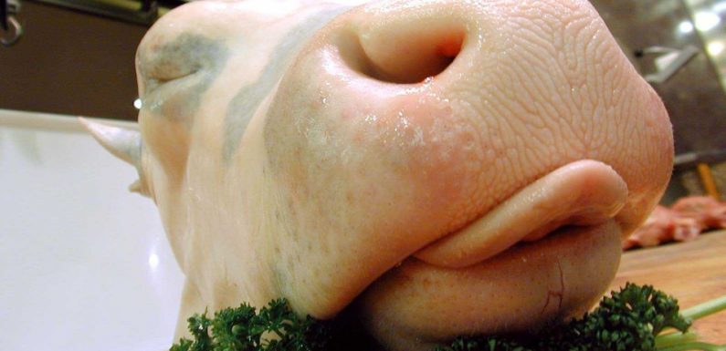 VIDEO. Mort de Jacques Chirac : L’ambassadeur malgré lui de la tête de veau, le plat « le plus franchouillard » de la gastronomie française