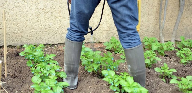 Arrêté anti-pesticides : Le maire de Nanterre interdit l’utilisation de glyphosates dans sa commune