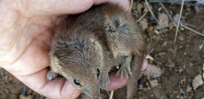 Australie : Des accouplements trop « intenses » responsables de la mort prématurée de marsupiaux