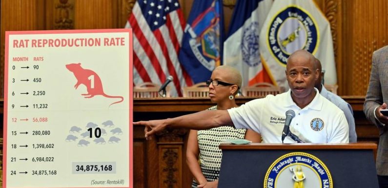 New York: Face aux rats, la ville tente le bain d’alcool