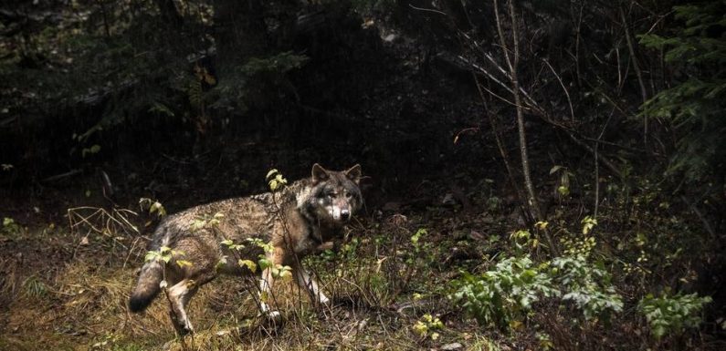 Hautes-Alpes : Un loup a-t-il attaqué des randonneurs ? « Peu probable », selon des experts