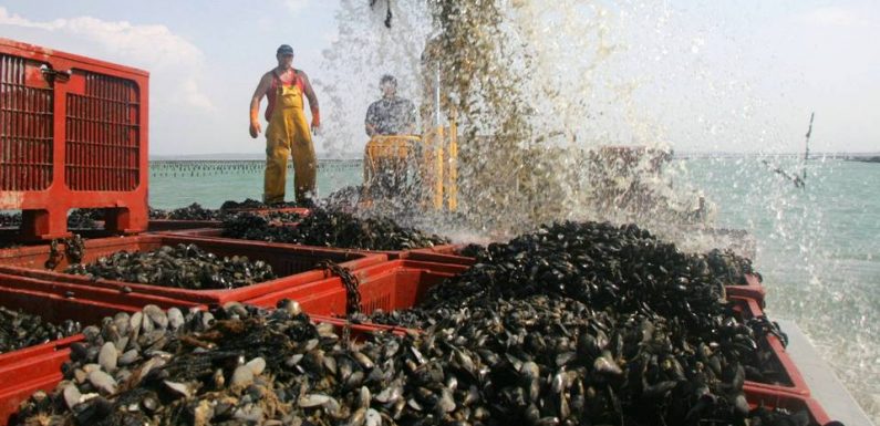 Bretagne : Les petites moules, un problème caché au fond de la baie du Mont Saint-Michel