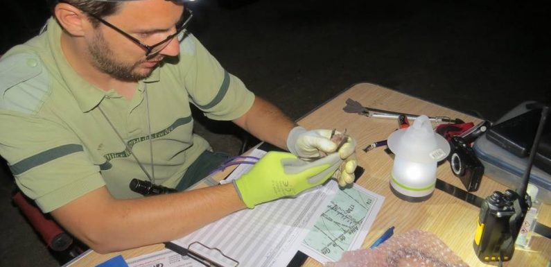 Loire-Atlantique : Pourquoi y a-t-il autant de chauves-souris dans la forêt du Gâvre ?