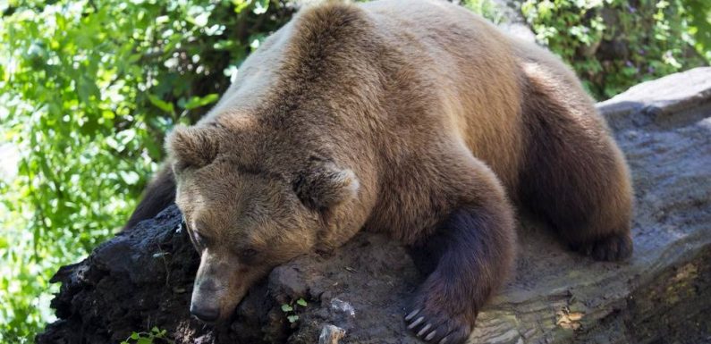 Etats-Unis: Un ours entre dans un hôtel pour piquer un somme