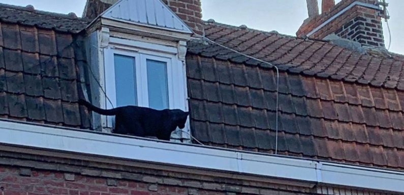 Panthère d’Armentières : Retrouvé, le propriétaire de l’animal sera entendu par la police ce mardi