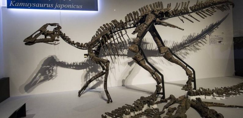 Japon : Des chercheurs découvrent une nouvelle espèce de dinosaure à « bec de canard »
