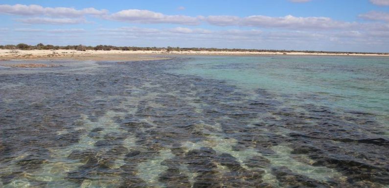 Australie : Des organismes de 3,5 milliards d’années découverts, l’une des plus anciennes traces de vie