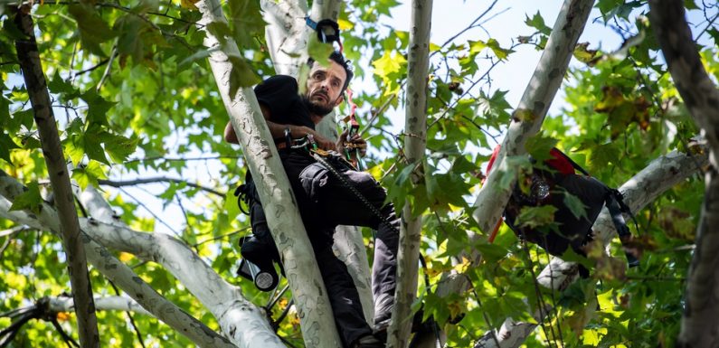Gers : 16 platanes abattus à Condom, leur ardent défenseur descend de son arbre à Paris