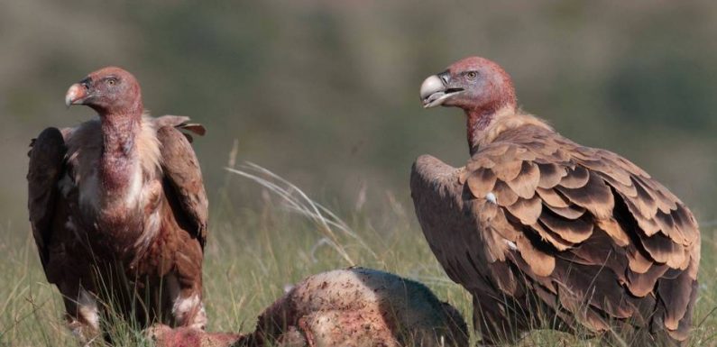 Occitanie : Les éleveurs doivent-ils s’inquiéter face aux attaques de vautours ?