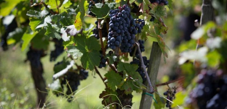Vins de Bordeaux : Une récolte stable espérée dans les vignes malgré les aléas climatiques
