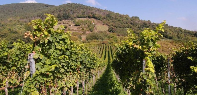 Strasbourg : Les viticulteurs alsaciens peinent à recruter pour les vendanges