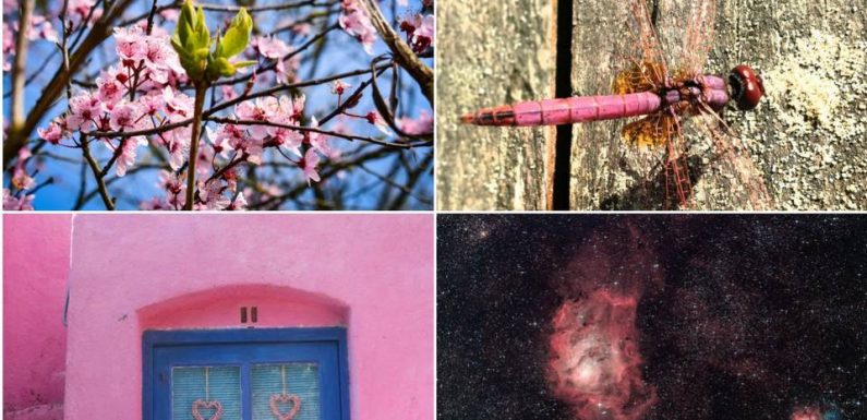 La vie en rose: Les plus belles photos fuchsias, lilas et coucher de soleil de nos internautes