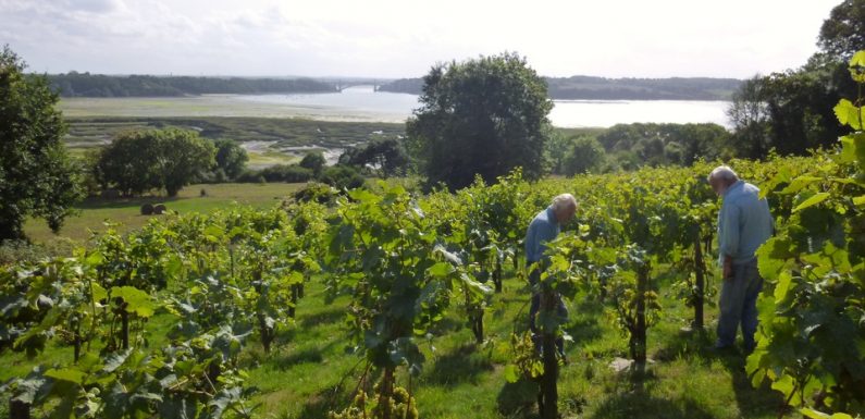 Le réchauffement climatique va-t-il transformer la Bretagne en eldorado du vin ?