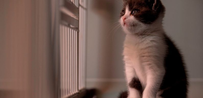 La Chine clone un chat, et songe maintenant aux pandas