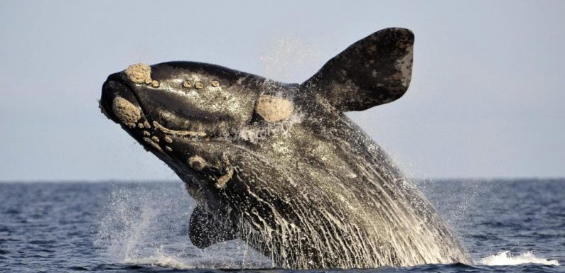 20 ans après, un couple de baleines à bosse de retour sur les côtes irlandaises