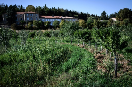 Dans la Drôme, l’intelligence des arbres au service de la production fruitière