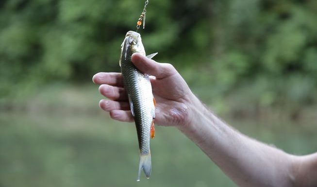 Do fish feel pain?