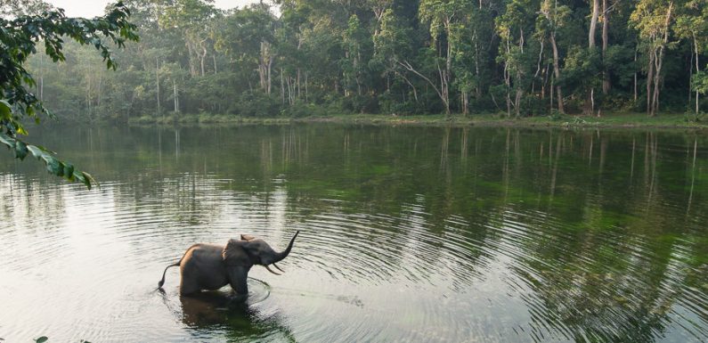 Le gouvernement congolais autorise l’exploration pétrolière dans le parc national de Nouabalé-Ndoki