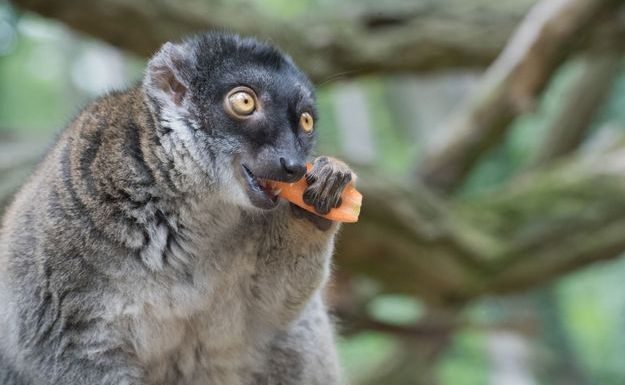 La population des lémuriens a été divisée par deux en 40 ans à Mayotte