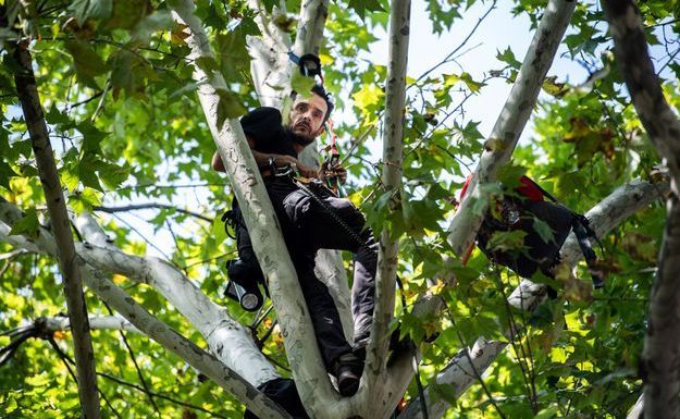 Le combat de Thomas Brail, perché en haut d’un arbre depuis 23 jours