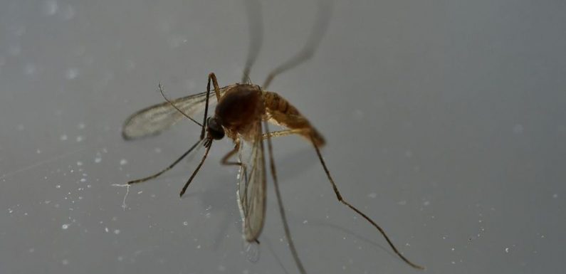 La dengue tue quatre fois plus cette année au Brésil