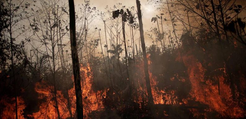 Amazon fires: Almost 4,000 new blazes started across Brazil in 48 hours after ban on burning forest land