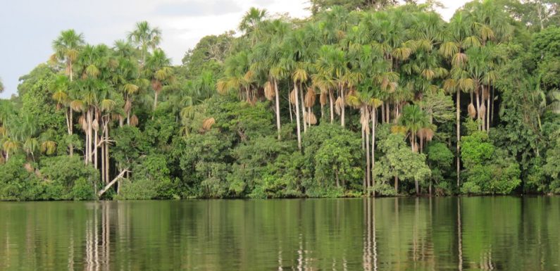 Archéologie : l’Amazonie était peuplée bien avant l’arrivée des premiers colons