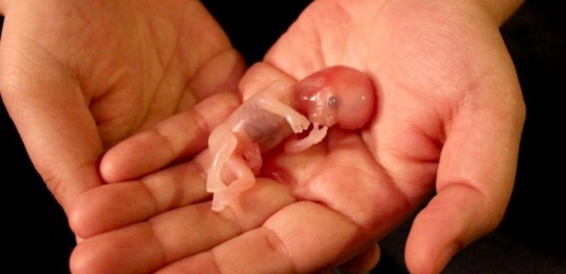 L’avortueur stockait 2246 foetus d’êtres humains