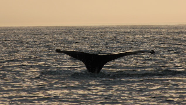 Une baleine capte plus de CO2 qu’un arbre