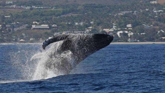 Cinq fois moins de baleines que l’an dernier à La Réunion