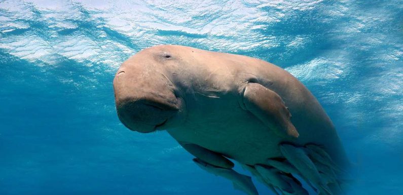 Les dugongs, animaux magiques, menacés d’extinction