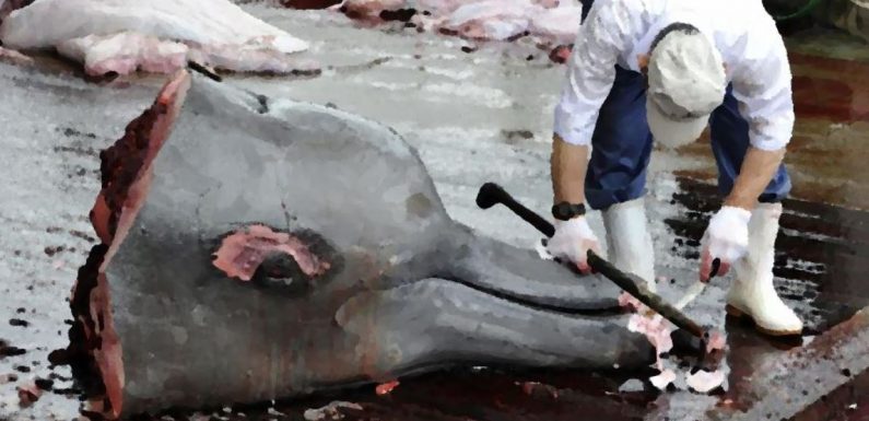Baleines à bec et petits rorquals : les nouvelles cibles des chasseurs japonais