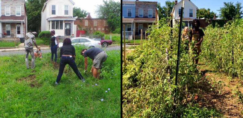 Avant / après : des terrains abandonnés transformés en fermes urbaines à Baltimore