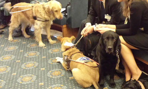 Un chien guide jusque sur les bancs de l’université