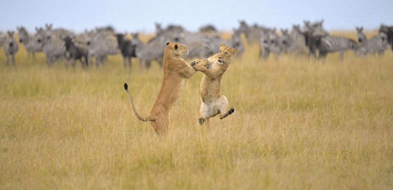 Voici les 40 meilleurs clichés du concours de la photo animale la plus amusante de 2019