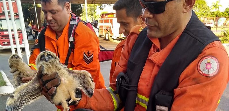 A son tour, l’Ecosse veut interdire la vente de chiots et de chatons en animaleries