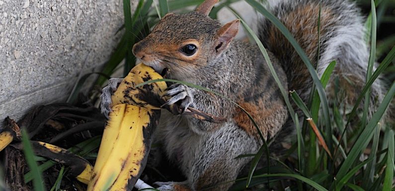 Jeter sa peau de banane ou son trognon dans un parc, ce n’est « pas si naturel »