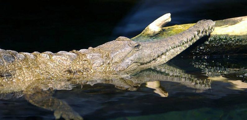 En quarante ans, 88 % des grands animaux d’eau douce ont disparu