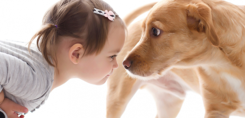 Comment les humains ont façonné le cerveau des chiens et pourquoi ils nous le rendent bien