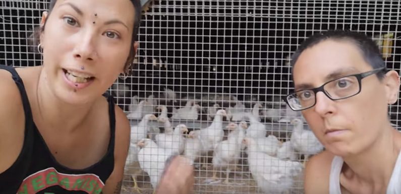 En Espagne, un collectif végan antispéciste, transféministe et libertaire sépare les poules des coqs pour éviter les « viols »