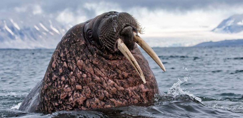 Vikings probably hunted Iceland’s walruses to extinction for ivory