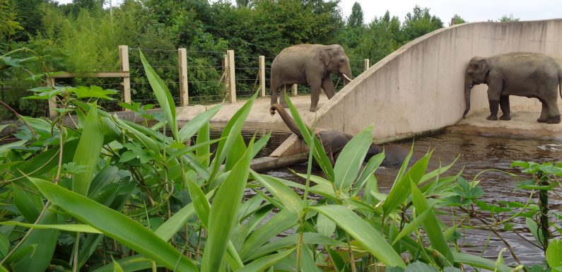 Les zoos devraient-ils encore exister ?