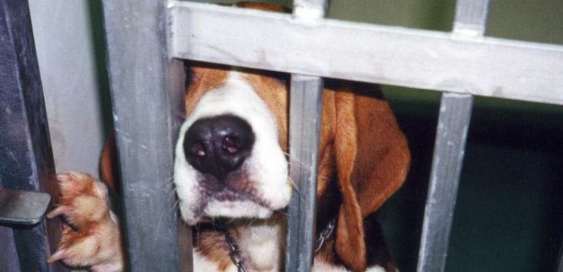 Une manifestation pour demander la fermeture de l’élevage de chiens de Mézilles