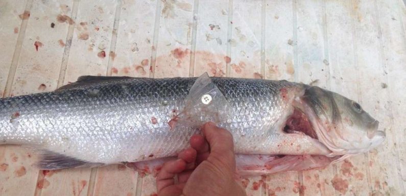 Landes : il trouve un bouton et du plastique dans un poisson pêché à Contis