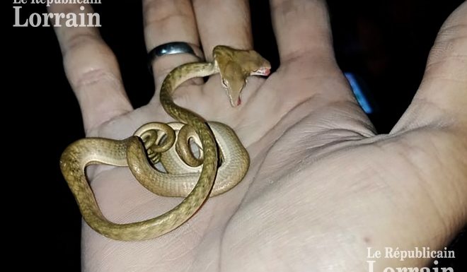 ANIMAUX Un rare serpent à deux têtes découvert à Bali