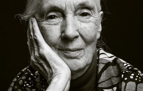 Jane Goodall Keeps Going, With a Lot of Hope (and a Bit of Whiskey)